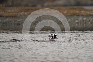 Bufflehead running in a pond