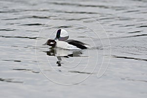 Bufflehead swimming and mating in a seaside pond