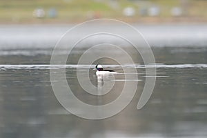 Bufflehead swimming in a pond