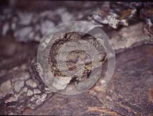 Buffo buffo common toad perches