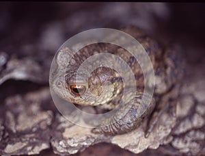 Buffo buffo common toad perches