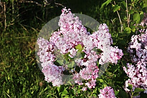 Buffon lilac blooms in the last month of spring, abundantly and luxuriantly