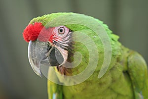 Buffon Macaw
