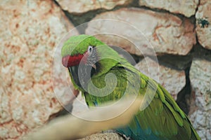 Buffon macaw