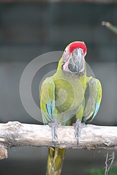 Buffon macaw perching