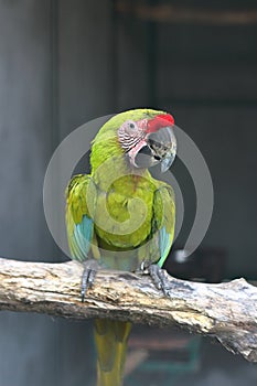 Buffon macaw perching