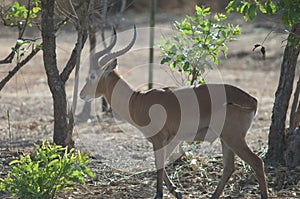 Buffon's kob in Niokolo Koba National Park.