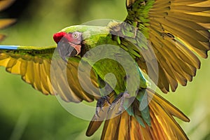 Buffons ara, Ara ambiguus