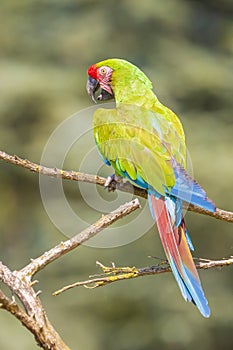 Buffons ara, Ara ambiguus