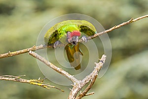 Buffons ara, Ara ambiguus