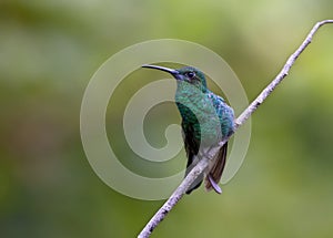 Buffons Pluimkolibrie, White-vented Plumeleteer, Chalybura buffonii