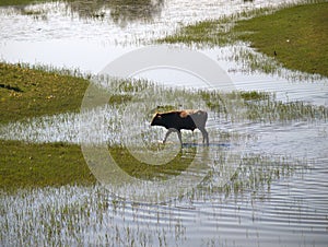 Buffulo crossing water.