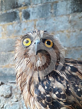 Buffy Fish Owl  2