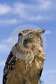 Buffy fish Owl