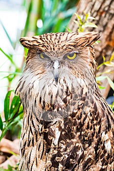 Buffy fish owl