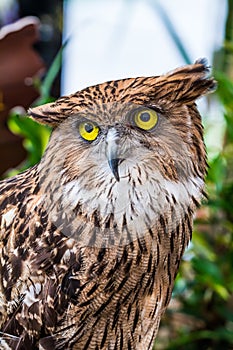 Buffy fish owl