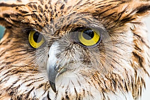 Buffy fish owl