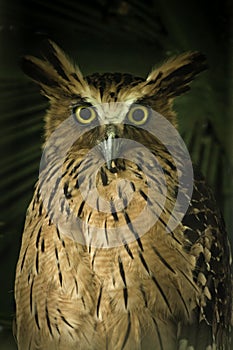 Buffy fish owl.