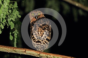 Buffy Fish Owl