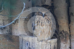 Buffy fish-owl