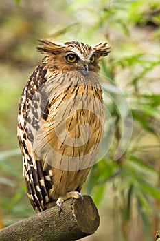 Buffy Fish Owl