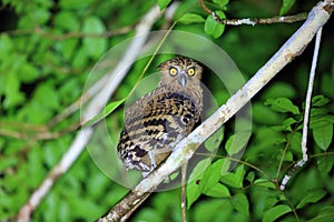 Buffy Fish Owl