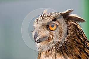 Buffy Fish Owl