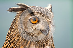 Buffy Fish Owl