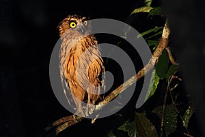 Buffy Fish Owl active at night observing the banks of Kinabatangan river