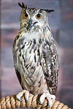 Buffy Fish Owl Couple