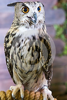 Buffy Fish Owl Couple