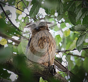 Buffy fish owl in the day time,Thailand