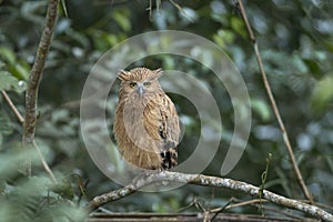 Buffy Fish Owl on green background