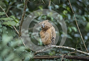 Buffy Fish Owl on green background