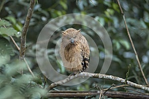 Buffy Fish Owl on green background in thailand
