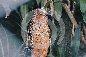 Buffy fish owl Ketupa ketupu also called the Malay fish owl.