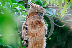 Buffy Fish-owl Ketupa ketupu Beautiful Birds of Thailand