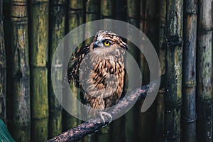 The buffy fish owl ketupa ketupu or Burung Hantu Beluk ketupa or Malay fish owl, bird resting on perch