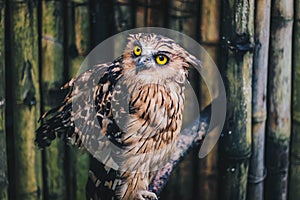 The buffy fish owl ketupa ketupu or Burung Hantu Beluk ketupa or Malay fish owl, bird resting on perch