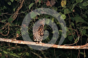 Buffy fish owl Ketupa ketupu at night - Borneo Malaysia Asia