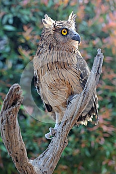 A buffy fish owl Ketupa ketupu perched on dry wood.