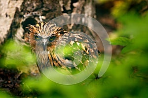 Buffy Fish-owl, Ketupa ketupu, rare bird from Asia. Malaysia beautiful owl in the nature forest habitat. Bird from Malaysia. Fish