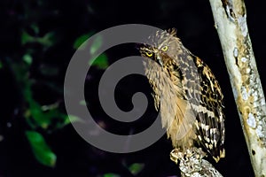 Buffy fish owl looking for food