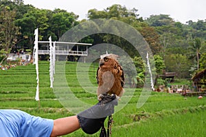 The Buffy Fish Owl open wings at the human hand in leather glove