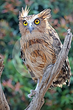 A buffy fish owl perched on dry wood.
