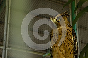 buffy fish owl photo at bird cage