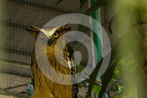 buffy fish owl photo in bird cage at zoo