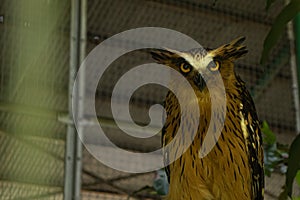 buffy fish owl photo with textspace
