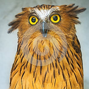 Buffy Fish Owl portrait close up of yellow eyes