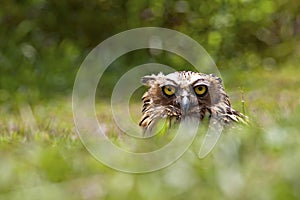 Buffy Fish Owl Staring